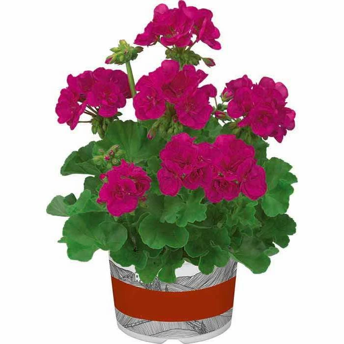 Geranium Green Leaf 'Trend Neon Blue' | Perennial | 5 x Large Plugs 1 Geranium Green Leaf 'Trend Neon Blue' | Perennial | 5 x Large Plugs