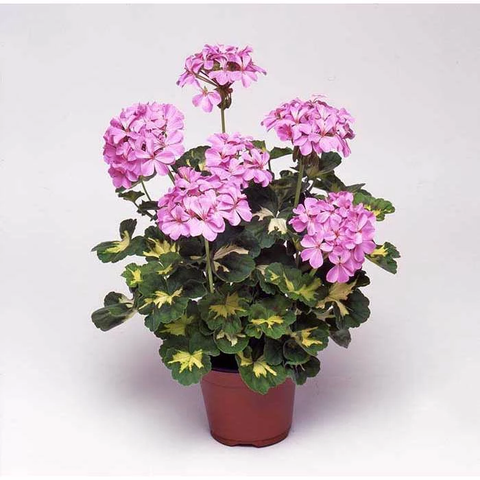 Geranium Variegated 'Happy Thought Pink' | Perennial | 5 x Large Plugs 1 Geranium Variegated 'Happy Thought Pink' | Perennial | 5 x Large Plugs
