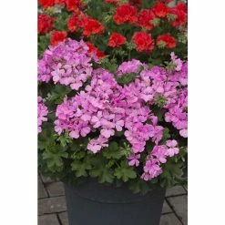 Geranium Macarda® 'Pink' | Bedding | 5 x Large Plugs