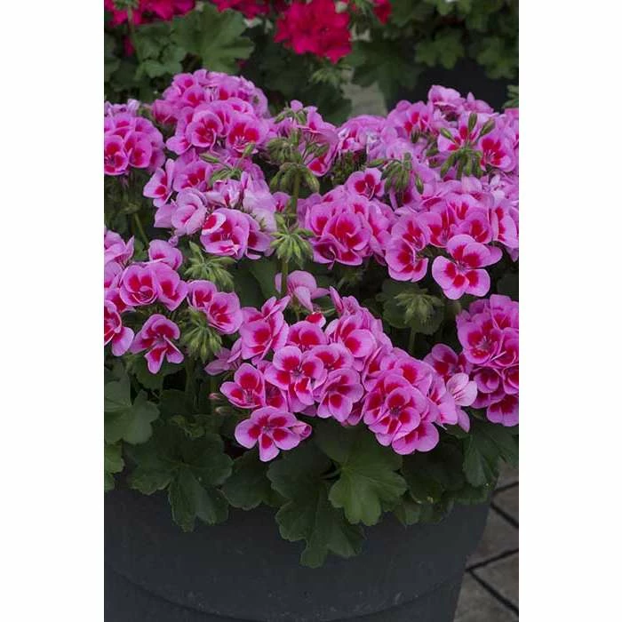 Geranium Macarda® 'Pink with Purple Eye' | Bedding | 5 x Large Plugs 1 Geranium Macarda® 'Pink with Purple Eye' | Bedding | 5 x Large Plugs