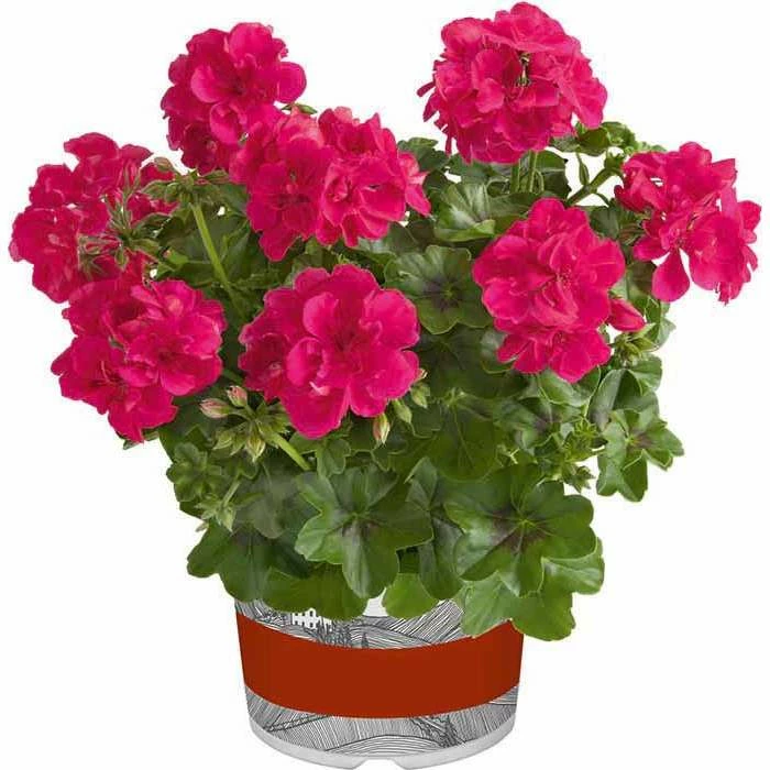 Geranium Semi-Double 'Sunflair® Josina Hot Pink' | Bedding | 5 x Large Plugs 1 Geranium Semi-Double 'Sunflair® Josina Hot Pink' | Bedding | 5 x Large Plugs