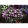 Petunia Surfinia® 'Pink Vein' | Bedding | 5 x Large Plugs