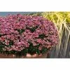 Nemesia Nesia 'Tutti Fruitti' | Bedding | 5 x Large Plugs