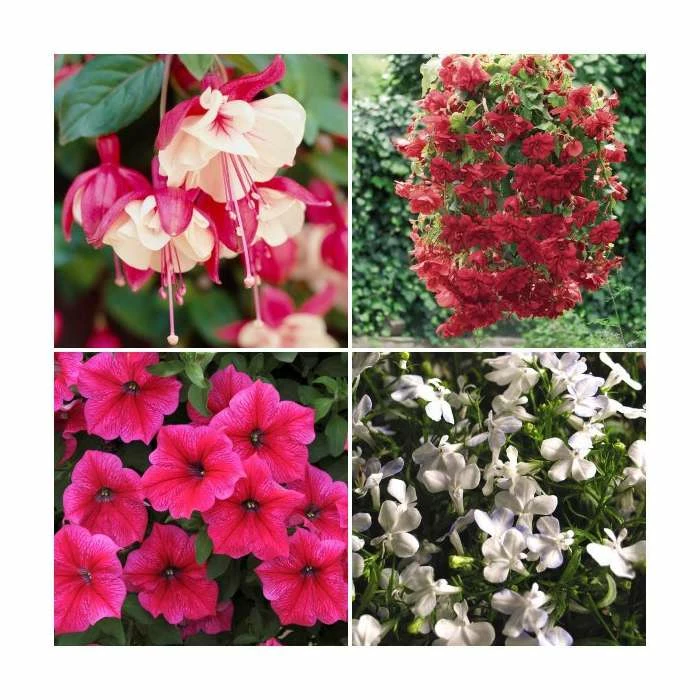 30 x Jumbo Plugs | Hanging Basket Plant Collection | Hand-Picked By Experts 1 30 x Jumbo Plugs | Hanging Basket Plant Collection | Hand-Picked By Experts