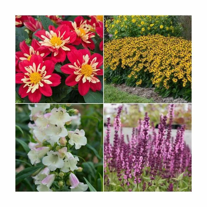 30 x Jumbo Plugs | Perennial Bedding Plants Collection | Hand-Picked By Experts 1 30 x Jumbo Plugs | Perennial Bedding Plants Collection | Hand-Picked By Experts