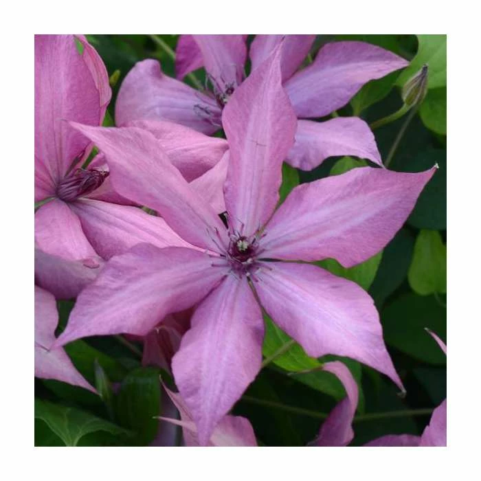 50-90cm Clematis 'Giselle' | 3L Pot 1 50-90cm Clematis 'Giselle' | 3L Pot