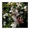 50-90cm Jasmine Officinale 'Affine' | 3L Pot