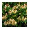 50-90cm Lonicera japonica 'Henryi' | 3L Pot