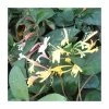 50-90cm Lonicera Japonica 'Purpurea' | 3L Pot
