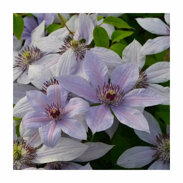 50-90cm Clematis 'Bernadine' | Raymond Evison | 3L Pot 1 50-90cm Clematis 'Bernadine' | Raymond Evison | 3L Pot