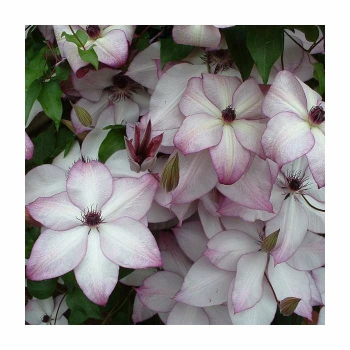 50-90cm Clematis 'Fond Memories' | 3L Pot 1 50-90cm Clematis 'Fond Memories' | 3L Pot