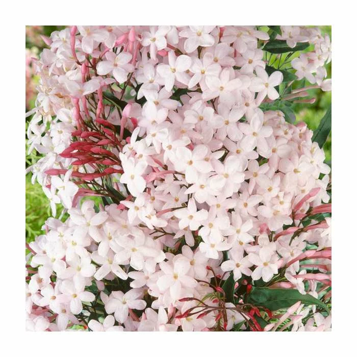 50-90cm Many-Flowered Jasmine | Jasminum polyanthum | 3L Pot 1 50-90cm Many-Flowered Jasmine | Jasminum polyanthum | 3L Pot