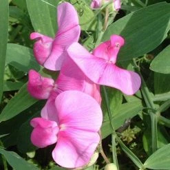 50-90cm Lathyrus latifolius 'Pink' | Everlasting Sweet Pea | 3L Pot -Pink Plants Shop PL9489 rollover image 0c79