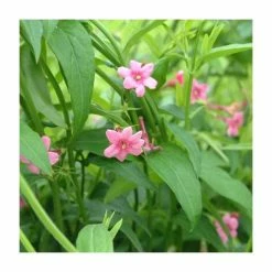 Scented Climbing Plant Collection | Jasmine and Honeysuckle Mix | 3 x 3L Pots -Pink Plants Shop PL9539 add image 2 24ee