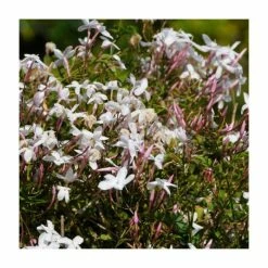 Scented Climbing Plant Collection | Jasmine and Honeysuckle Mix | 3 x 3L Pots -Pink Plants Shop PL9539 add image 3 63b3