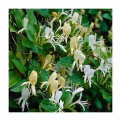 Scented Climbing Plant Collection | Jasmine and Honeysuckle Mix | 3 x 3L Pots -Pink Plants Shop PL9539 add image 4 816b