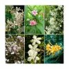 Scented Climbing Plant Collection | Jasmine and Honeysuckle Mix | 3 x 3L Pots