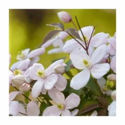 Full Season Clematis Collection | 3 x 3L Pots -Pink Plants Shop PL9540 add image 2 203d