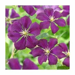 Full Season Clematis Collection | 3 x 3L Pots -Pink Plants Shop PL9540 add image 4 20ce