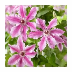 Full Season Clematis Collection | 3 x 3L Pots -Pink Plants Shop PL9540 add image 5 7ef4