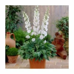 Delphinium 'Magic Fountain' Collection | 3 x 2L Pots 7 Delphinium 'Magic Fountain' Collection | 3 x 2L Pots -Pink Plants Shop PL9881 add image 2 4e28