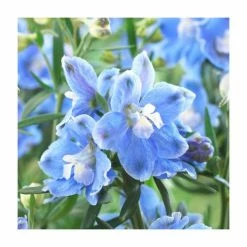 Delphinium 'Magic Fountain' Collection | 3 x 2L Pots 8 Delphinium 'Magic Fountain' Collection | 3 x 2L Pots -Pink Plants Shop PL9881 add image 3 d412