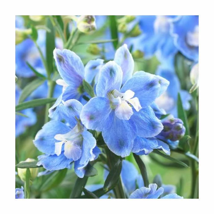 Delphinium 'Magic Fountain' Collection | 3 x 2L Pots 4 Delphinium 'Magic Fountain' Collection | 3 x 2L Pots - Image 4