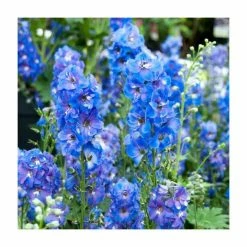 Delphinium 'Magic Fountain' Collection | 3 x 2L Pots 9 Delphinium 'Magic Fountain' Collection | 3 x 2L Pots -Pink Plants Shop PL9881 add image 4 1cff