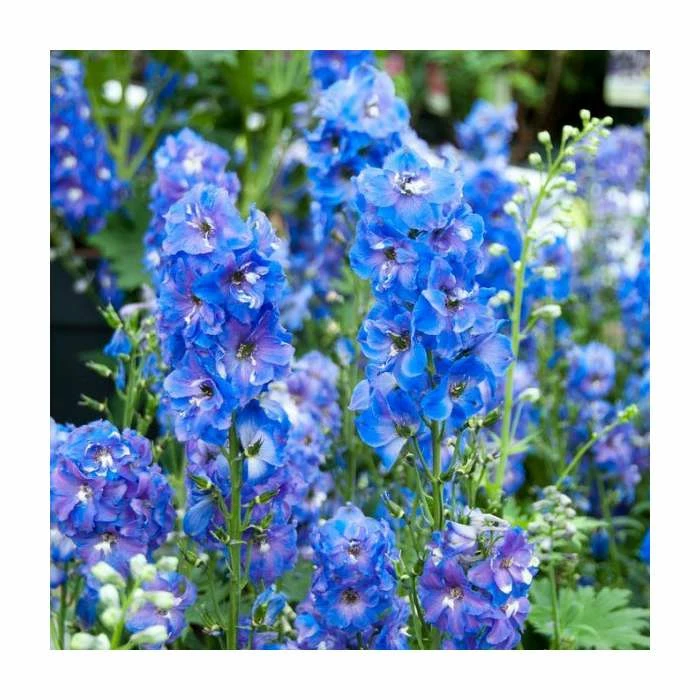 Delphinium 'Magic Fountain' Collection | 3 x 2L Pots 5 Delphinium 'Magic Fountain' Collection | 3 x 2L Pots - Image 5