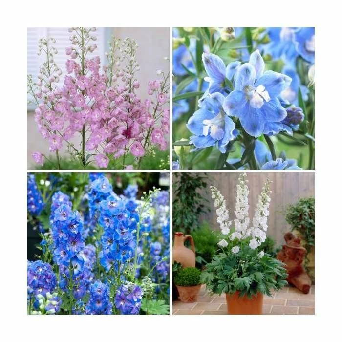 Delphinium 'Magic Fountain' Collection | 3 x 2L Pots 1 Delphinium 'Magic Fountain' Collection | 3 x 2L Pots
