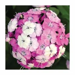 3 x Dianthus Plants | Dianthus Dash F1 Collection | 3 x 10.5cm Pots -Pink Plants Shop PL9887 add image 2 1e4a