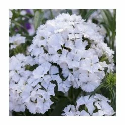 3 x Dianthus Plants | Dianthus Dash F1 Collection | 3 x 10.5cm Pots -Pink Plants Shop PL9887 add image 4 245e
