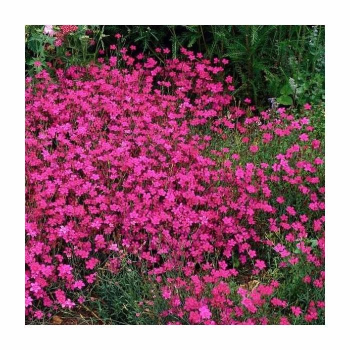 Dianthus deltoides 'Brilliant' | 2L Pot 2 Dianthus deltoides 'Brilliant' | 2L Pot - Image 2