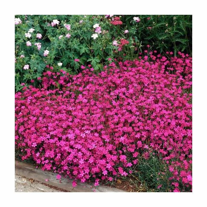 Dianthus deltoides 'Brilliant' | 2L Pot 1 Dianthus deltoides 'Brilliant' | 2L Pot