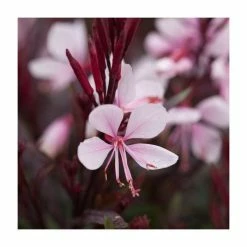 Gaura lindheimeri 'Gaudi Pink' | 10.5cm Pot