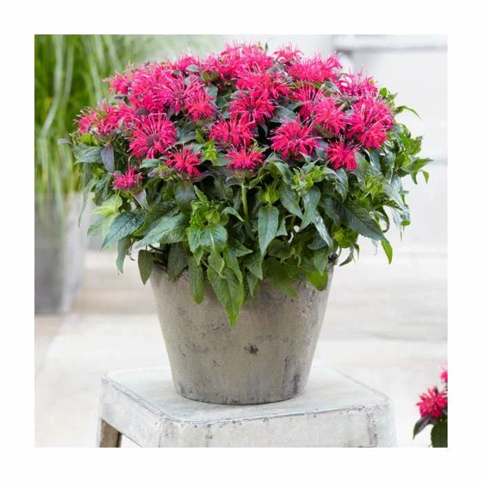 Monarda didyma 'Balmy Rose' | 10.5cm Pot 1 Monarda didyma 'Balmy Rose' | 10.5cm Pot