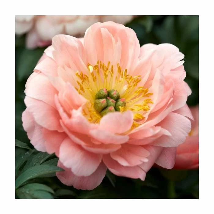 Peony 'Coral Charm' | Paeonia lactiflora | 2L Pot 1 Peony 'Coral Charm' | Paeonia lactiflora | 2L Pot