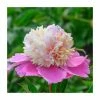 Peony 'Lady Liberty' | Paeonia lactiflora | 2L Pot