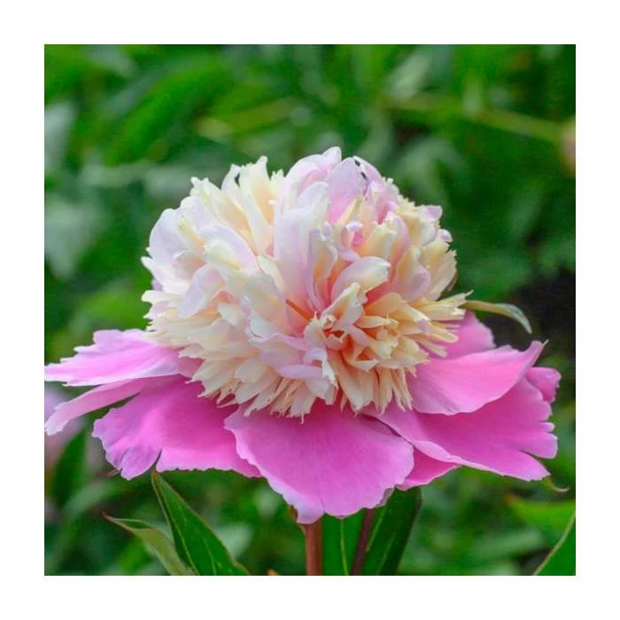 Peony 'Lady Liberty' | Paeonia lactiflora | 2L Pot 1 Peony 'Lady Liberty' | Paeonia lactiflora | 2L Pot