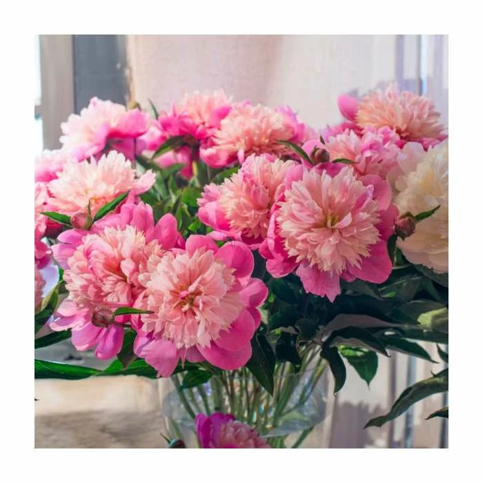 Peony 'Lady Liberty' | Paeonia lactiflora | 2L Pot 2 Peony 'Lady Liberty' | Paeonia lactiflora | 2L Pot - Image 2