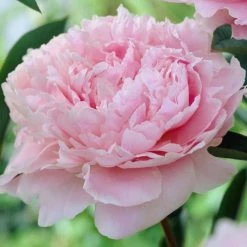 Peony 'Sarah Bernhardt' | Paeonia lactiflora | 2L Pot
