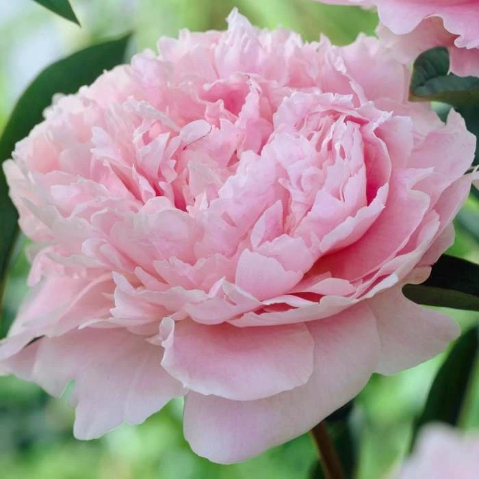 Peony 'Sarah Bernhardt' | Paeonia lactiflora | 2L Pot 1 Peony 'Sarah Bernhardt' | Paeonia lactiflora | 2L Pot