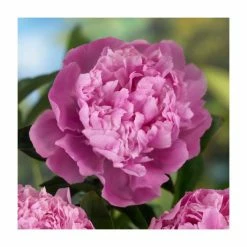 3 x Peony Plants | Prolific and Plentiful Peony Collection | 3 x 2L Pots -Pink Plants Shop PL9919 add image 2 829a