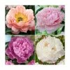 3 x Peony Plants | Prolific and Plentiful Peony Collection | 3 x 2L Pots