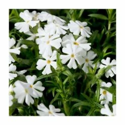 Phlox subulata Fabulous Collection | 3 x 10.5cm Pots -Pink Plants Shop PL9928 add image 2 4912