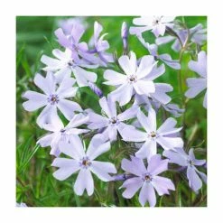 Phlox subulata Fabulous Collection | 3 x 10.5cm Pots -Pink Plants Shop PL9928 add image 3 bbd4