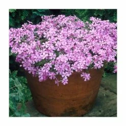 Phlox subulata Fabulous 'Rose' | 10.5cm Pot
