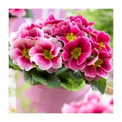 Primula vulgaris 'Sphinx F1 Rose Shades' | 10.5cm Pot