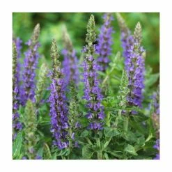Salvia Sensation Collection | 3 x 10.5cm Pots -Pink Plants Shop PL9949 add image 3 e13c