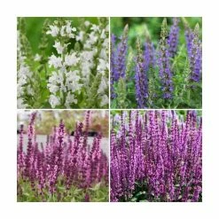 Salvia Sensation Collection | 3 x 10.5cm Pots